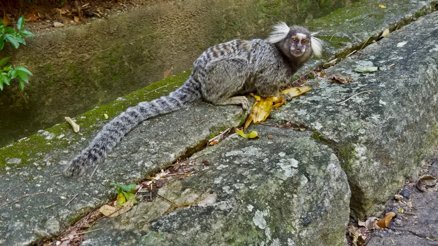 monkeys on the loose in Forte do Leme | hiking spots in Rio