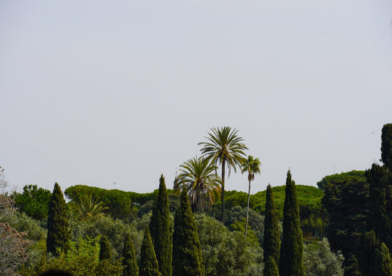 Roman Tree Tops | 3 Essential Things You Need To Know Before Visiting Rome The First Time